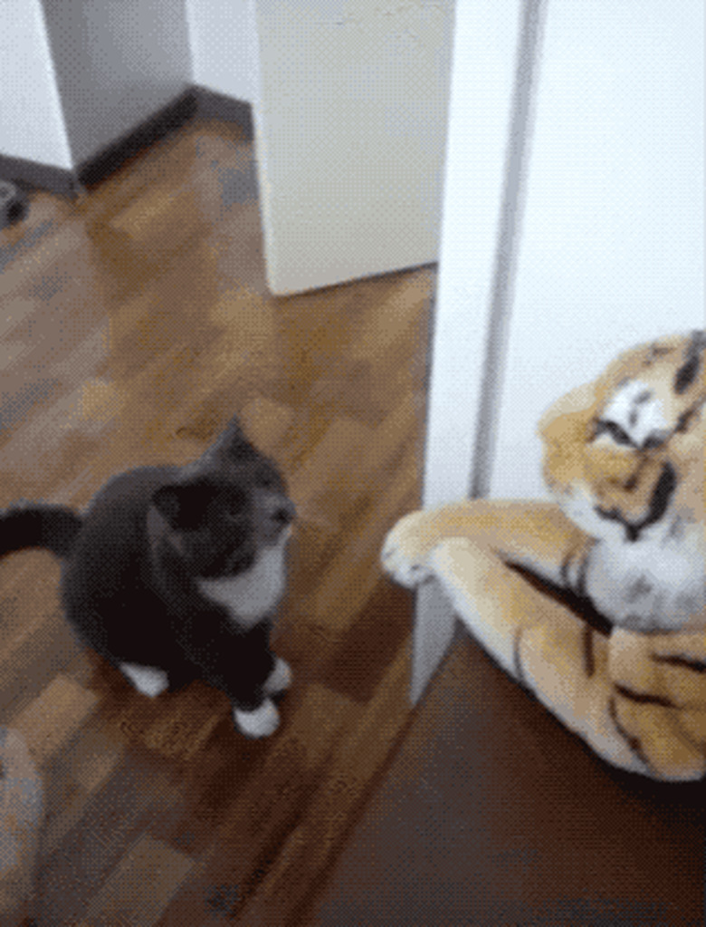 cat punches stuffed tiger