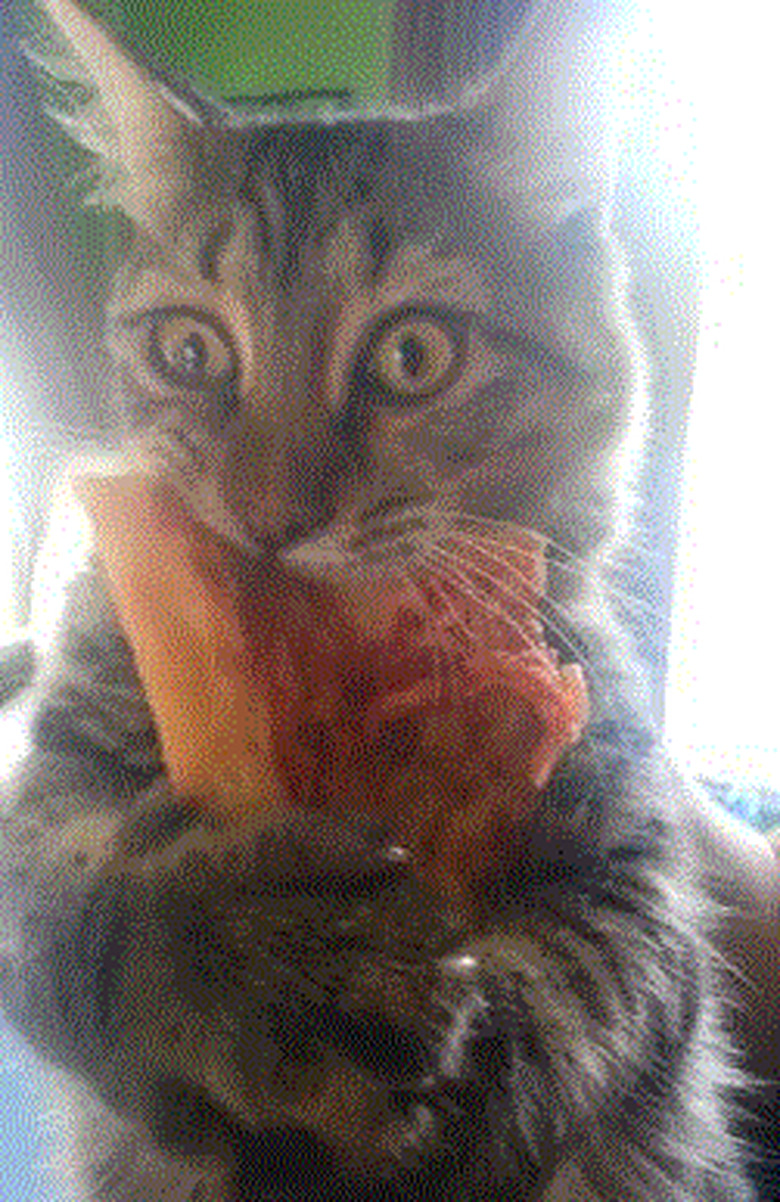 cat clutches slice of pizza