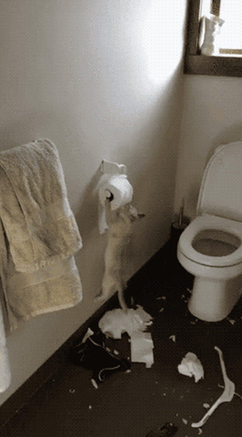 cat destroying roll of toilet paper