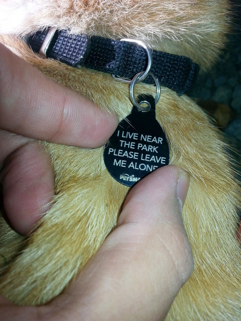 Cat's tag that says, 