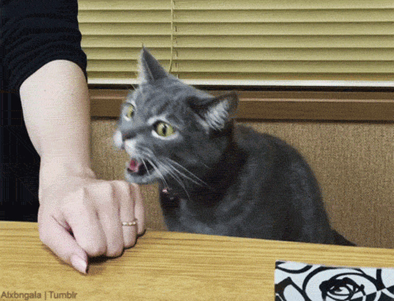 cat bites man's hand