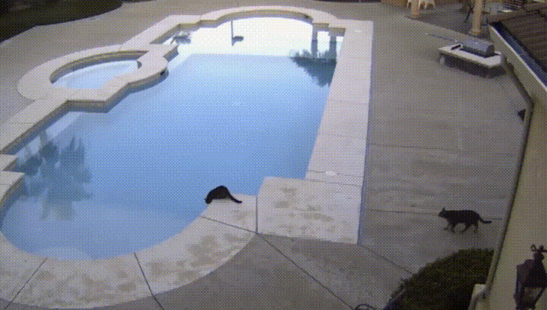 cat pushes other cat into pool