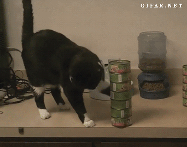 cat knocking over a pile of cans of cat food