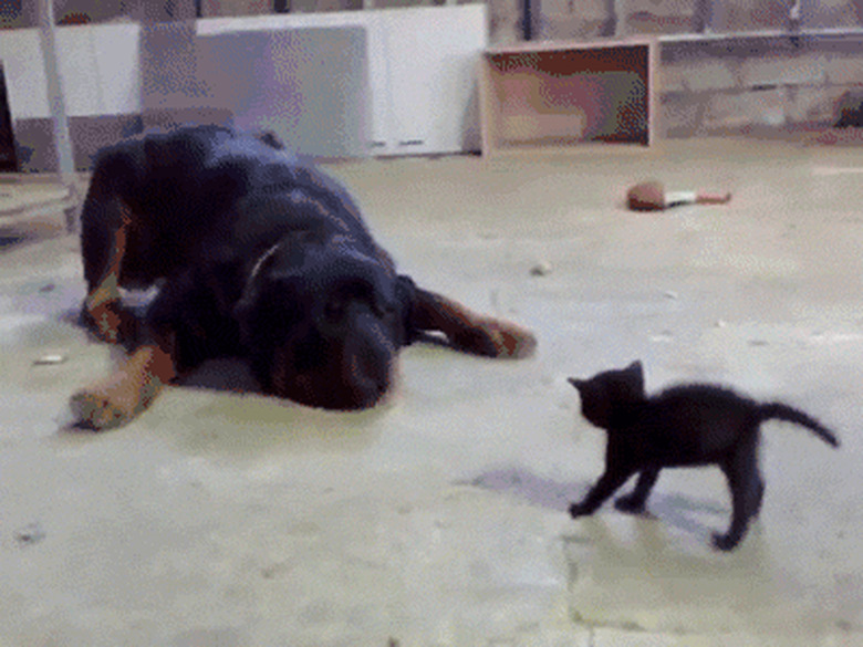 kitten scares big dog