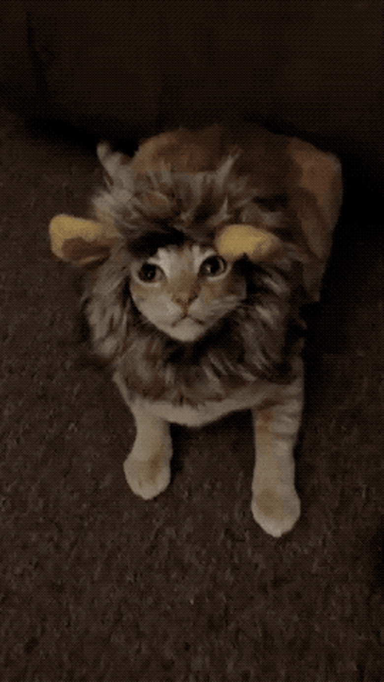 cat wearing lion costume