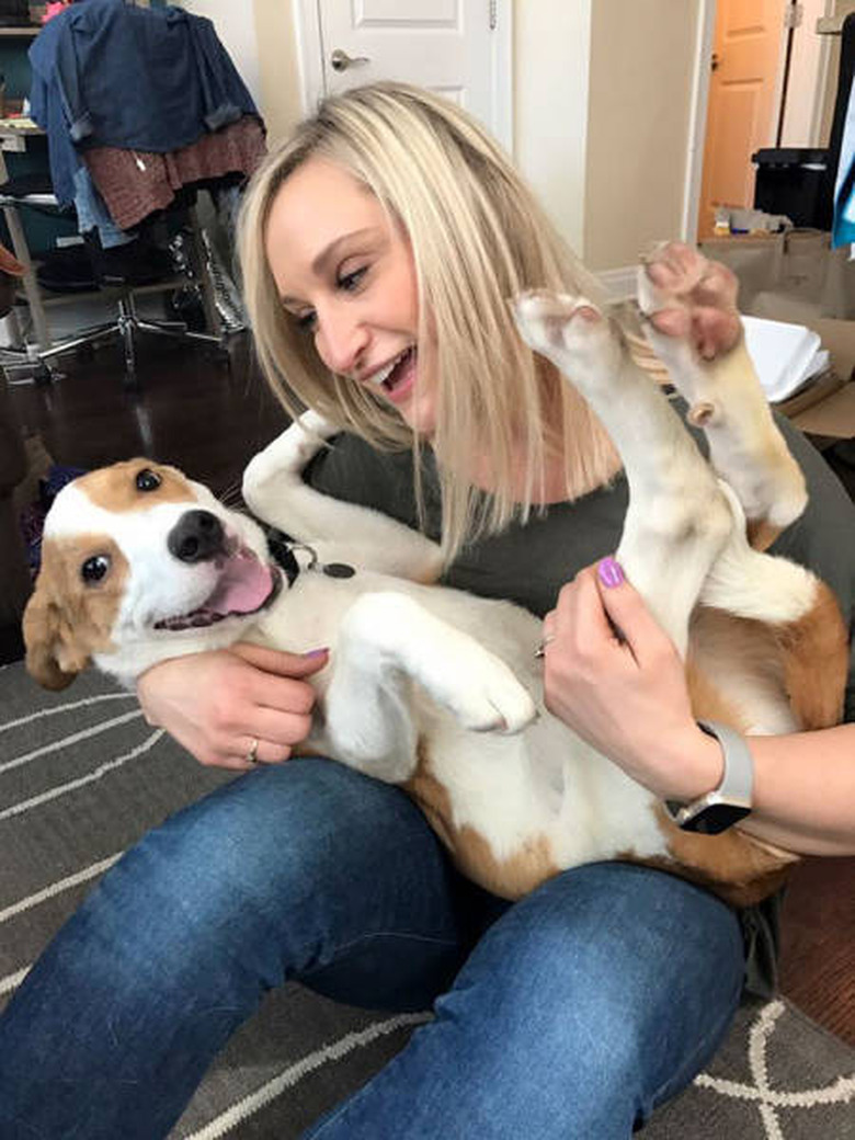 Only click on this gallery of dogs meeting their humans if you want to happy cry