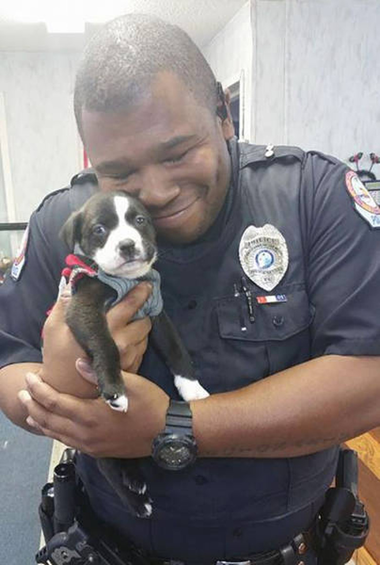 Only click on this gallery of dogs meeting their humans if you want to happy cry