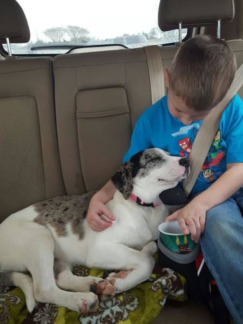 Only click on this gallery of dogs meeting their humans if you want to happy cry