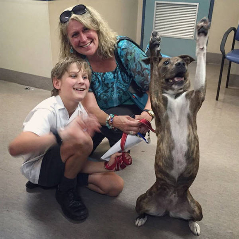 Only click on this gallery of dogs meeting their humans if you want to happy cry