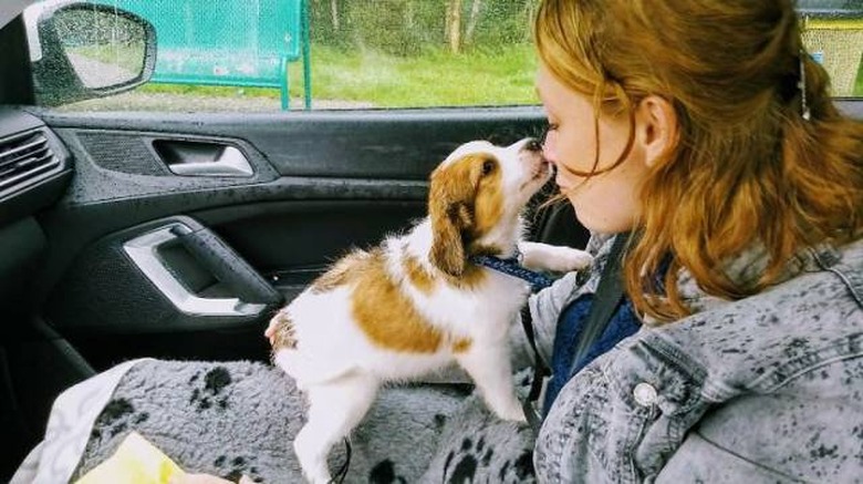 Only click on this gallery of dogs meeting their humans if you want to happy cry