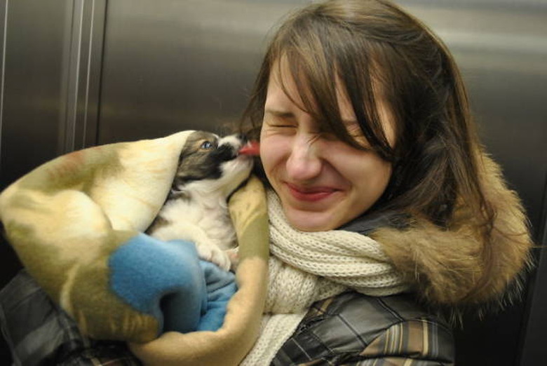 Only click on this gallery of dogs meeting their humans if you want to happy cry