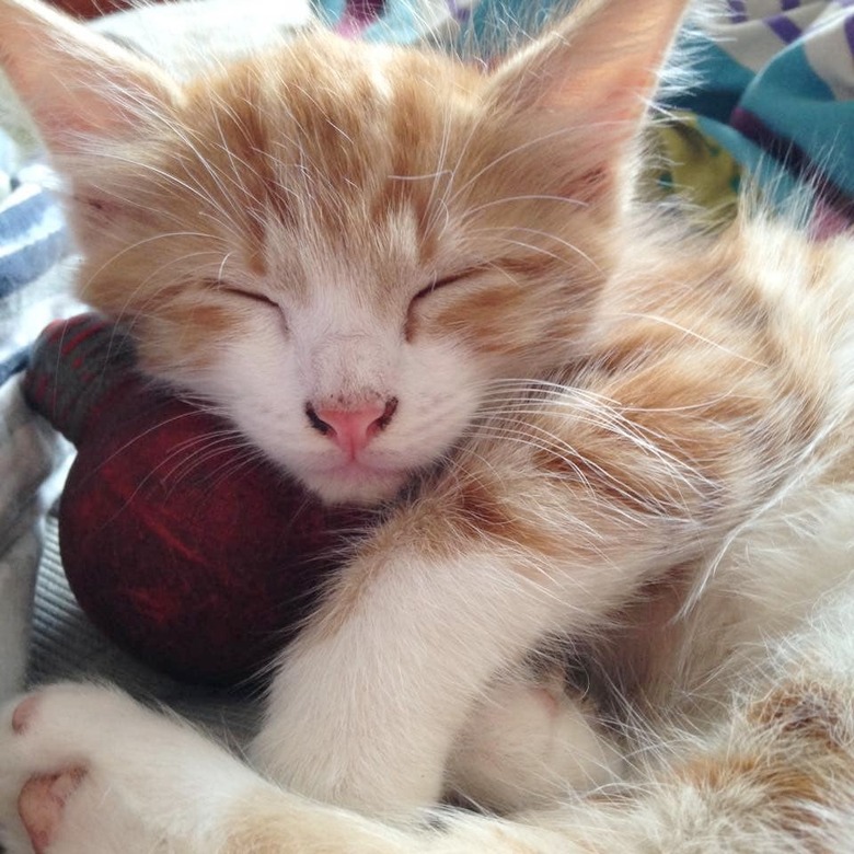 sleeping cat as a baby