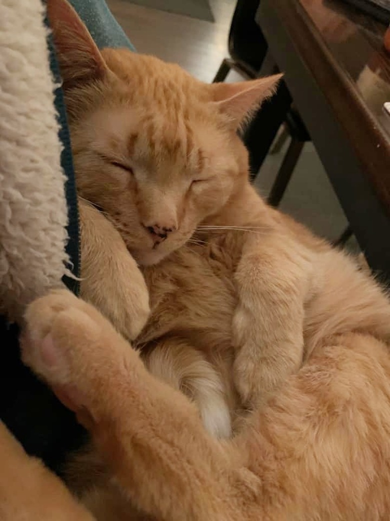 cat sleeping on woman's lap