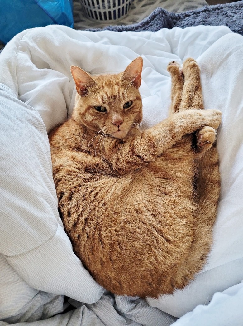 cat sleeping with feet tucked in looking like a shrimp