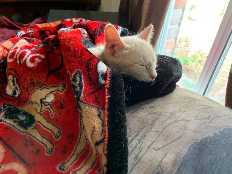 cat sleeping under blanket