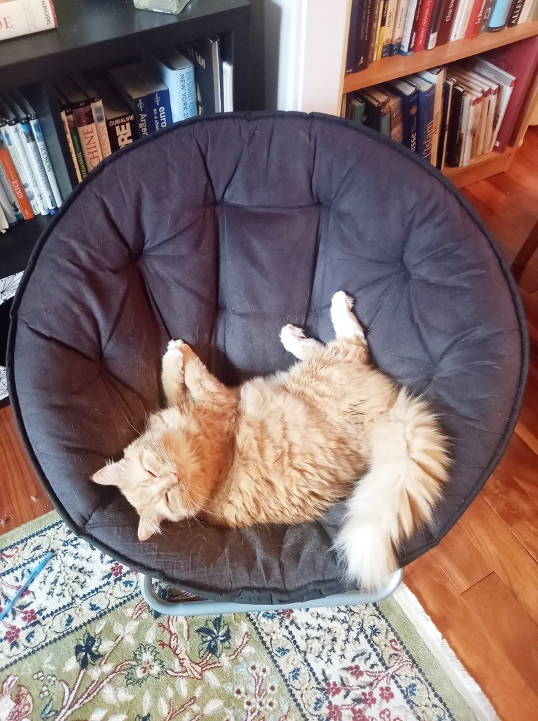 cat sleeping in favorite round chair