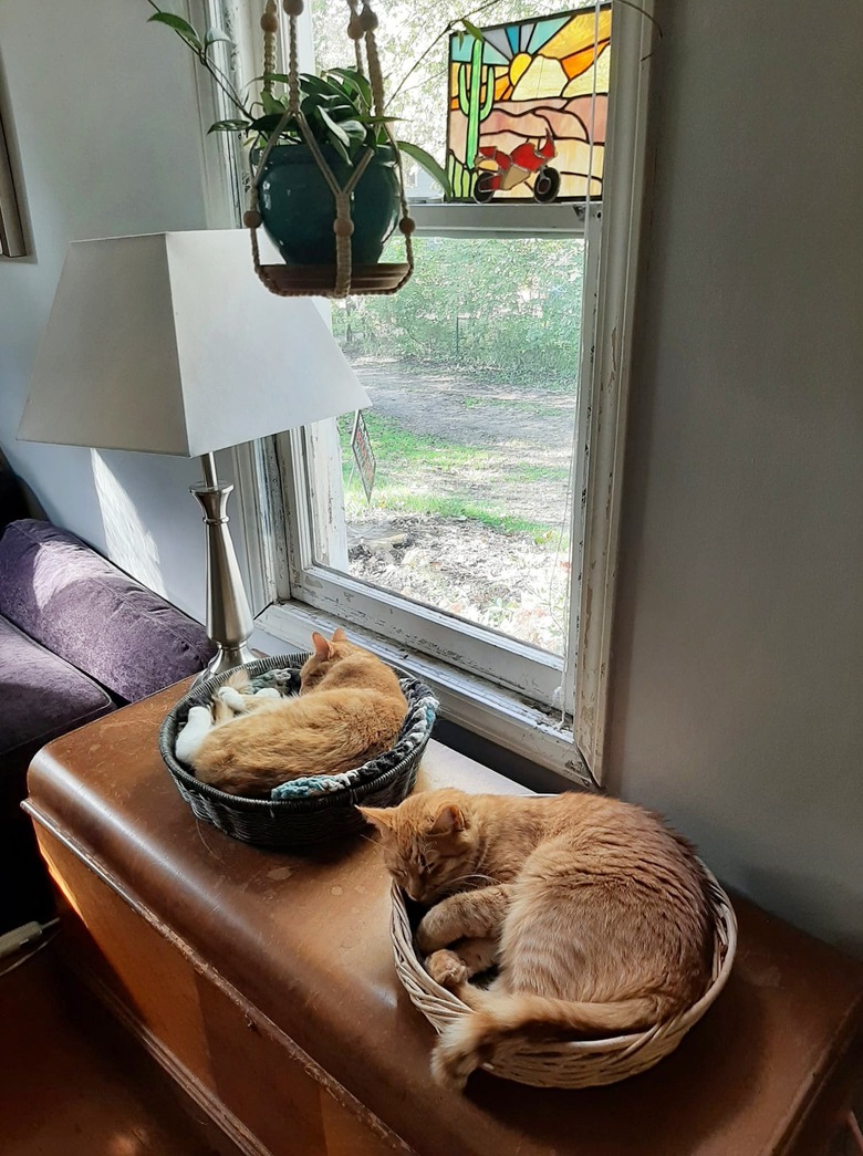 orange cats napping near a window in baskets