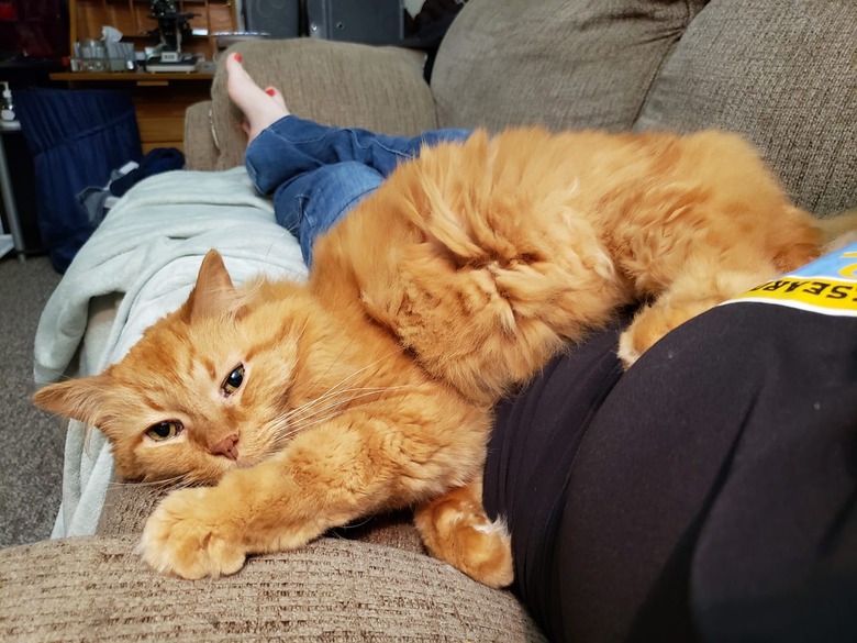 orange cat woken up and laying on their human's legs