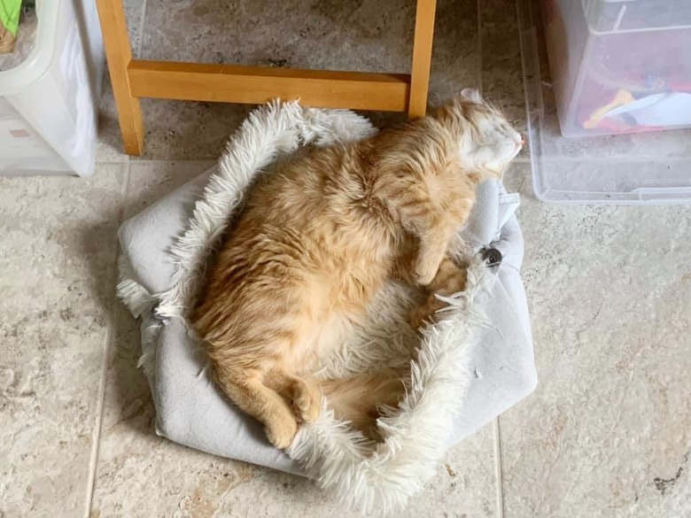 orange cat sleeping next to his human mom