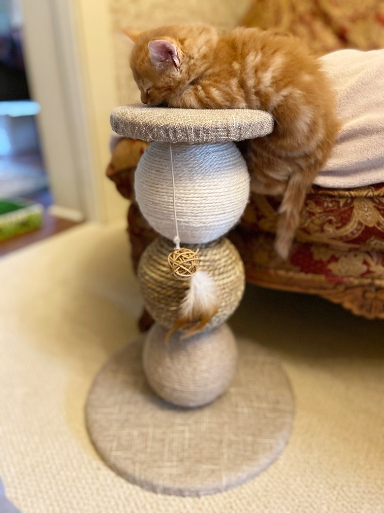 cat falls asleep on cat tower