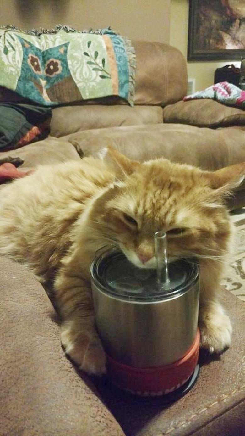 cat falls asleep on woman's coffee mug