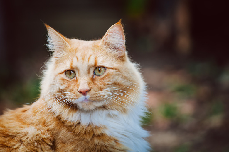 Ginger Cat Portrait With Copy Space