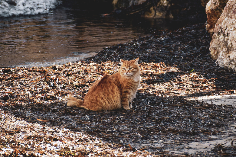 Orange cat sitting on the beach