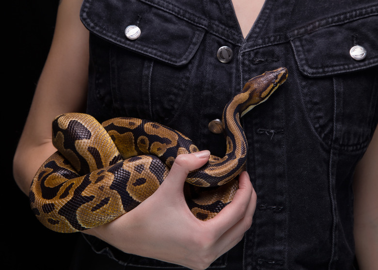 Woman with ball python