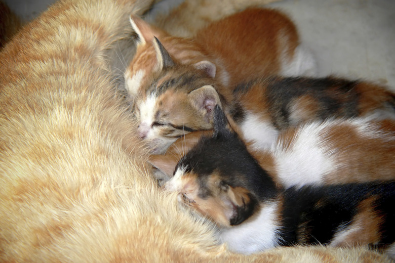 Litter of three cats sucking