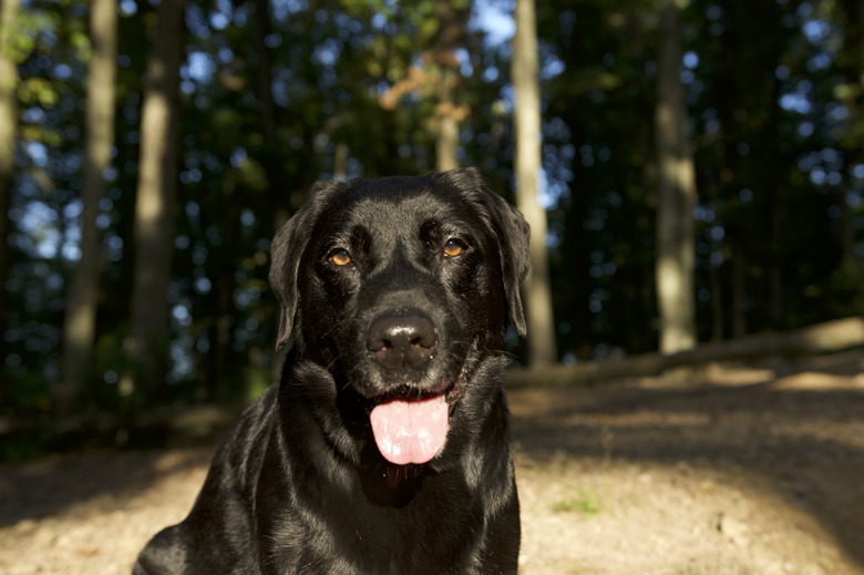 over the counter antibiotics for dogs pets at home