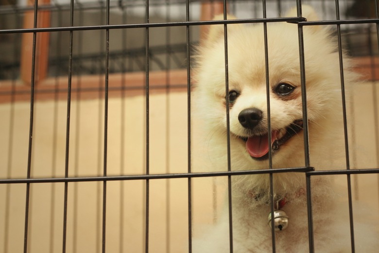 Pomeranian puppy in a cage at the park