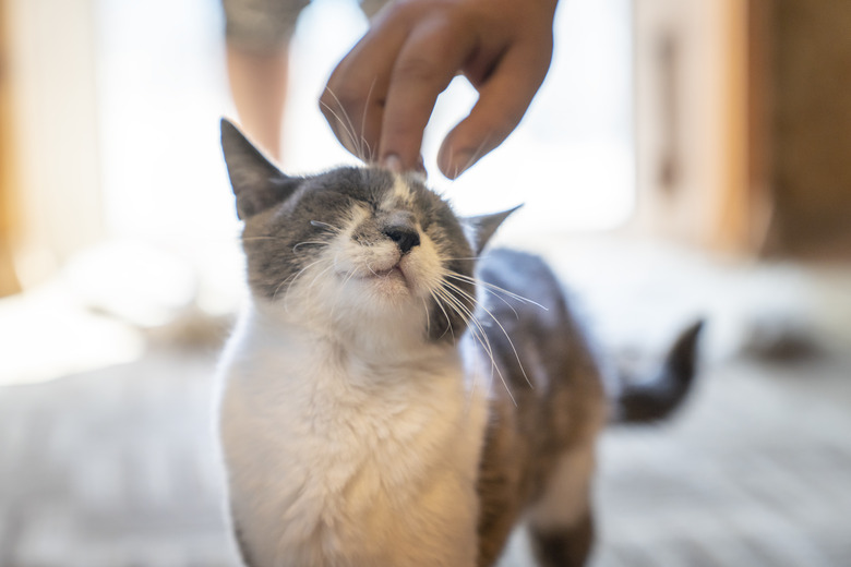 A person's hand scratching the head of a gray and white cat