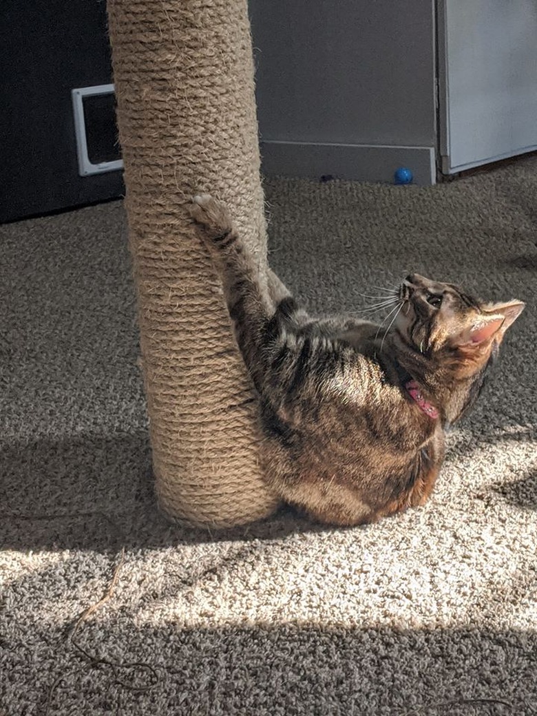 Cat clawing at scratching post and looking as though they only have their front legs and paws.