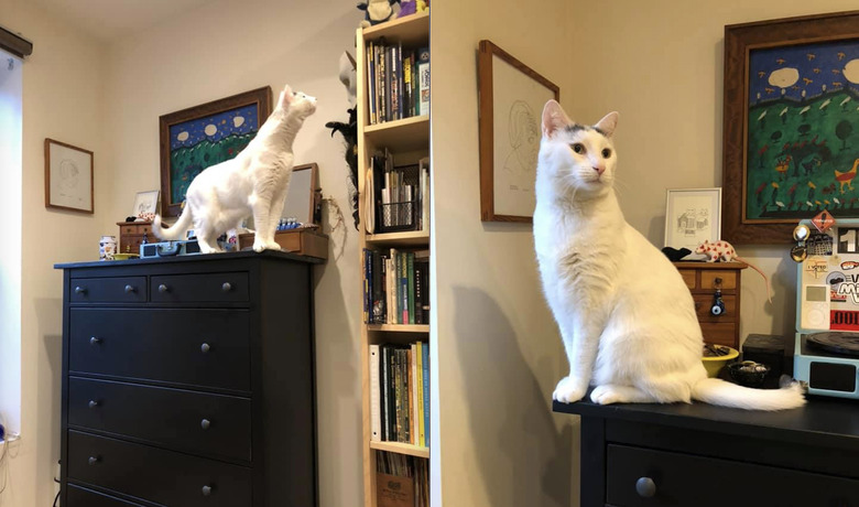 Two comparison photos of a white cat with 