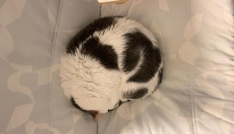 Black and white cat curled up like a soccer ball on a bed.