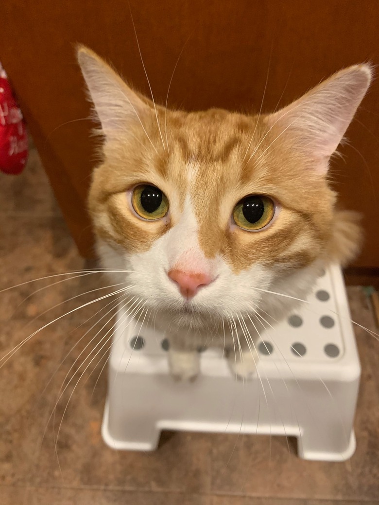 Ginger cat sitting on a stool and appearing to have a HUGE head due to the perspective of the camera proximity.