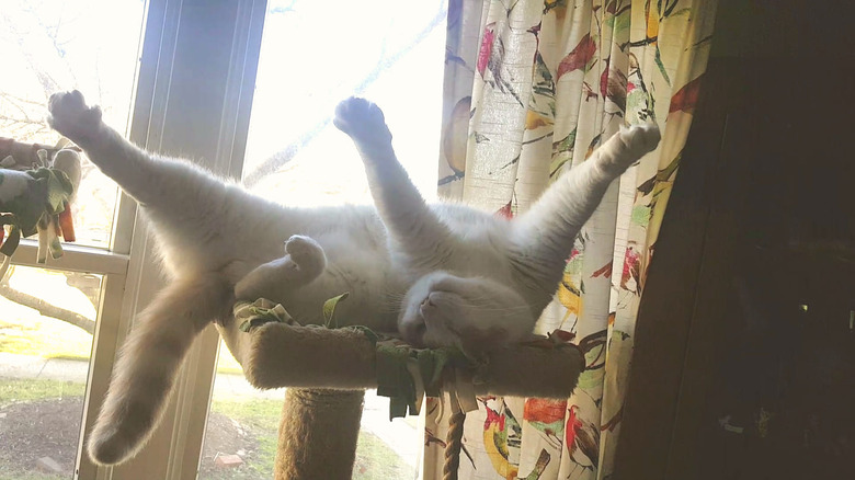 White cat on their back on a cat tree with all of their paws in the air.