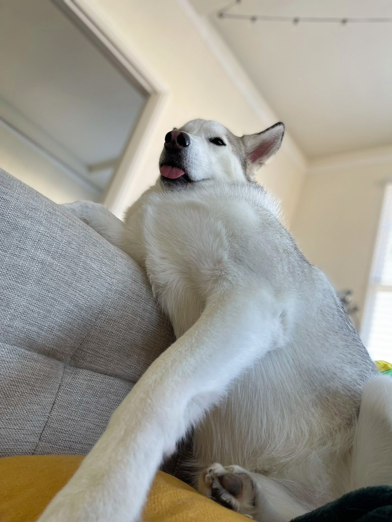 husky dog on couch