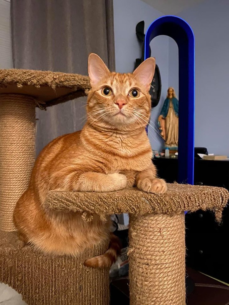 orange cat poses on cat tower