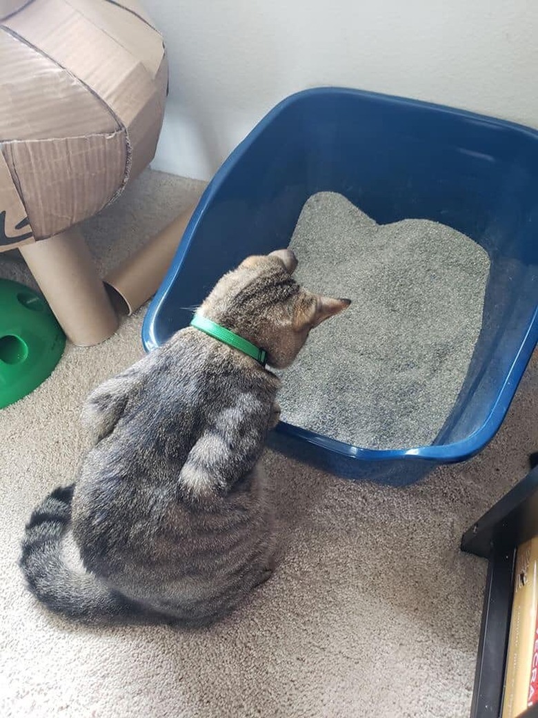 cat starting at litter box