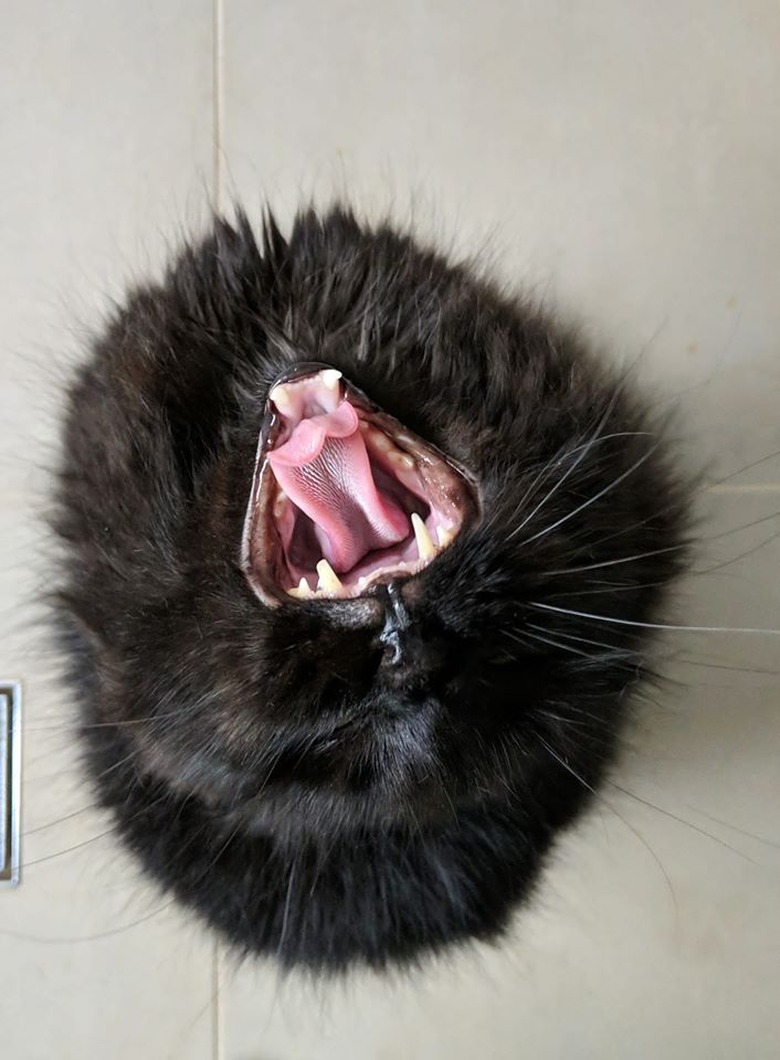 black cat yawning