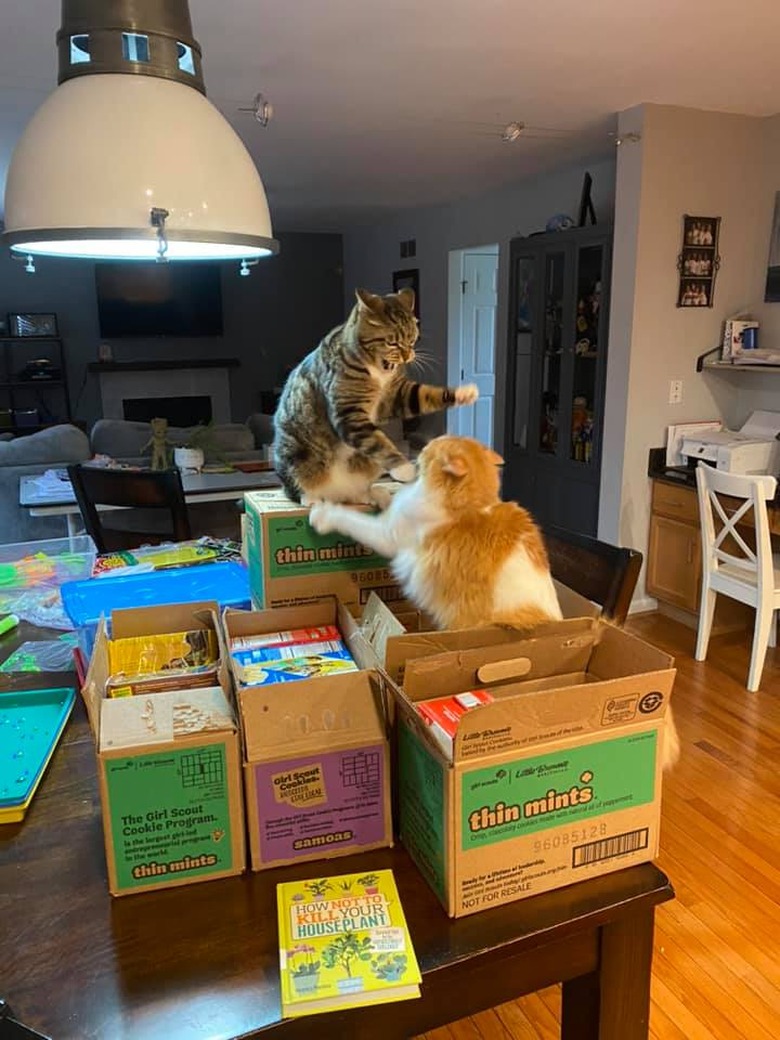 cats fighting on pile of cookie boxes