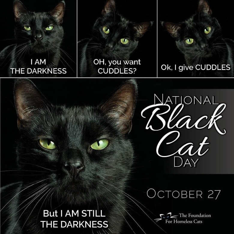 black cat is the darkness.