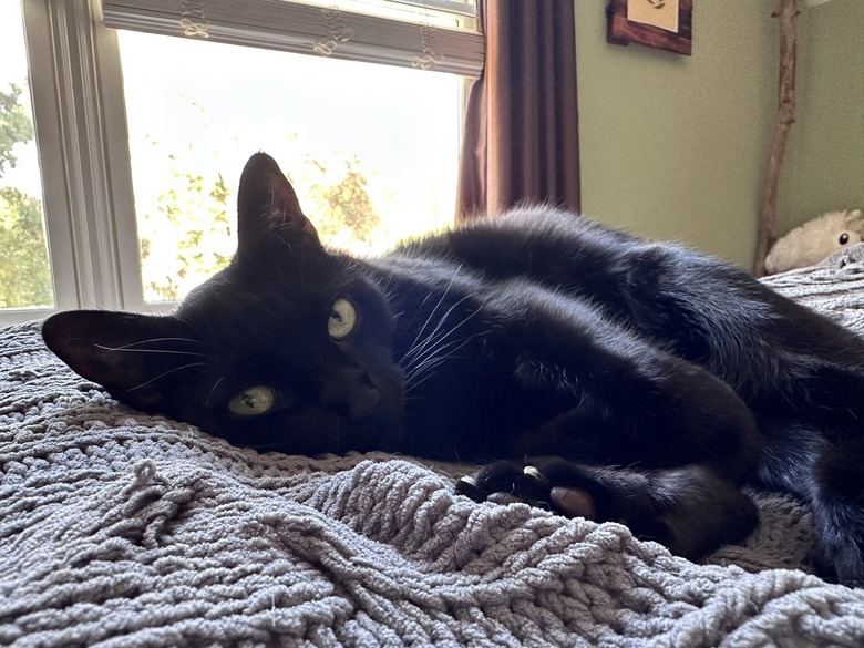 black cat napping on bed.