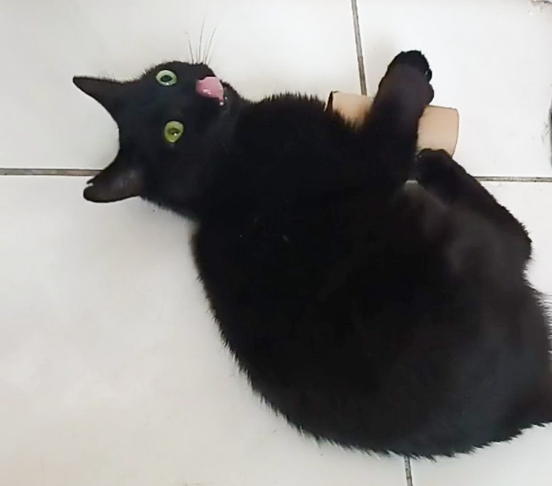 black cat wrestling with toilet paper roll.