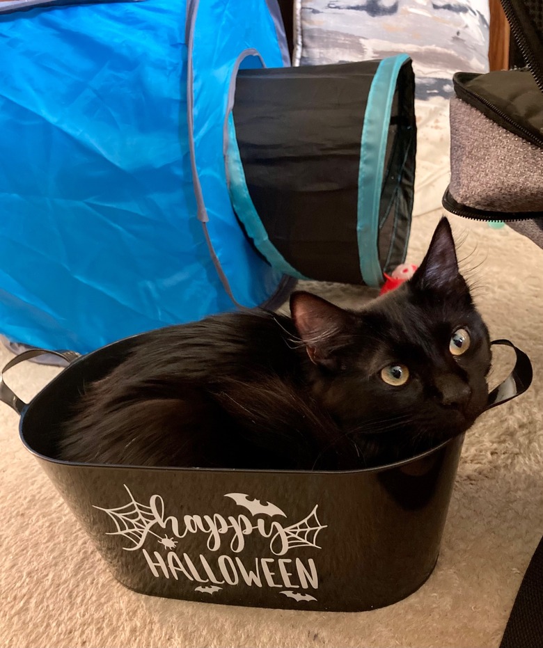 black kitten in basket that reads 