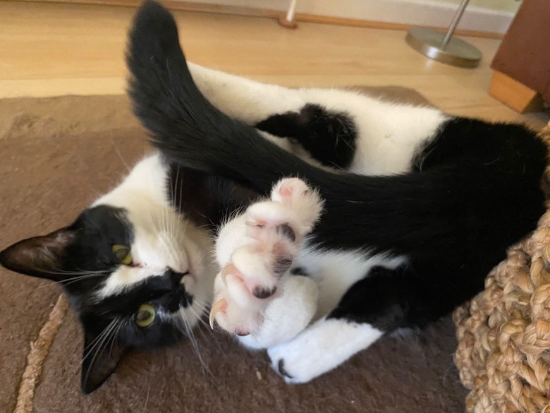 tuxedo cat wrestling with tail.