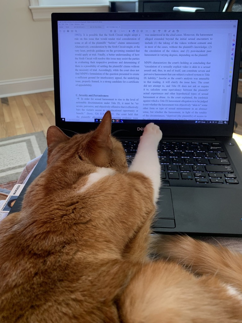 editor cat pointing out typo in body copy.