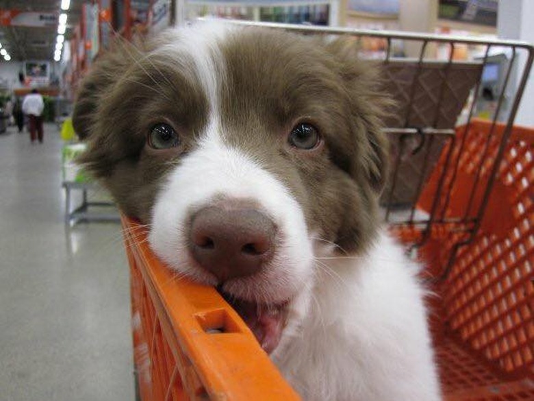 People are sharing pictures of dogs in shopping carts and we're soooo here for it