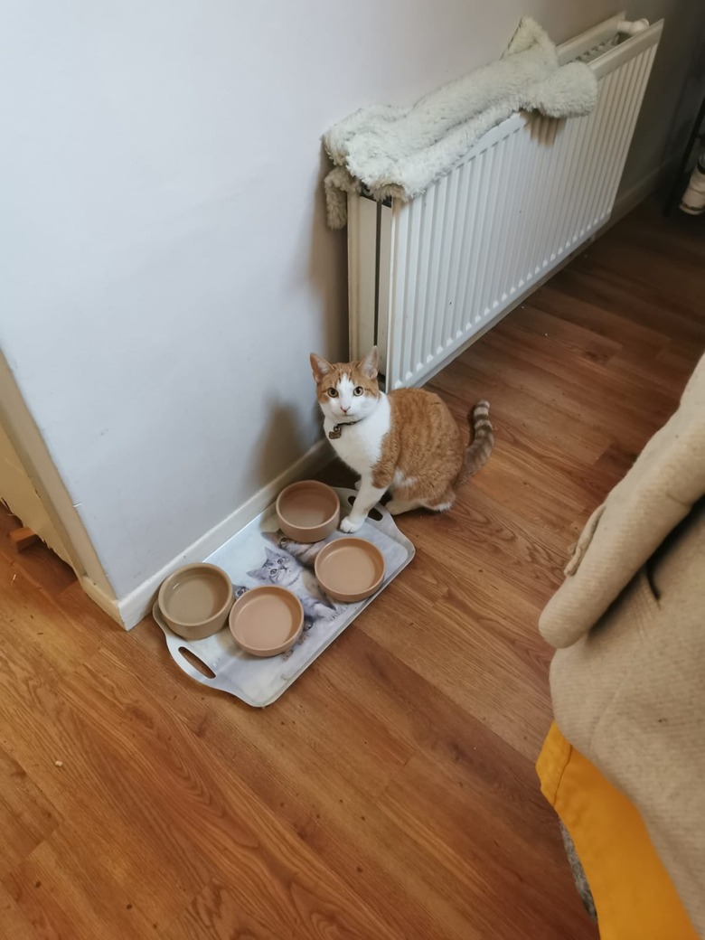 cat sits next to 4 empty bowls